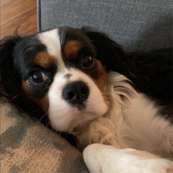 Meet your Posher, Sarah - Picture 1 of 1